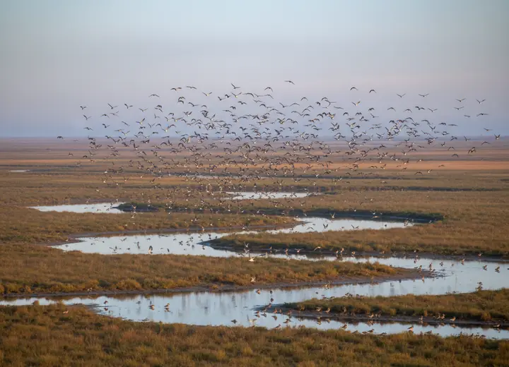 Oiseaux migrateurs au parc du Marquenterre