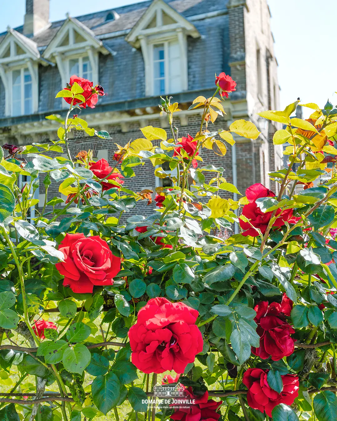 Roses devant le château du Domaine de Joinville
