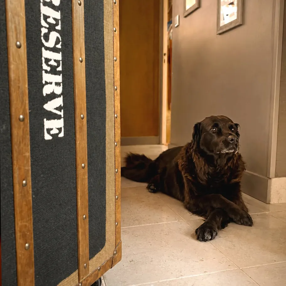 Chien accueilli dans un couloir de l’hôtel du Domaine de Joinville